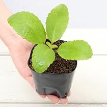 【月末20％オフセール】 マザーリーフ セイロンベンケイソウ 抜き苗発送 月末20％オフセール】 マザーリーフ セイロンベンケイソウ 抜き